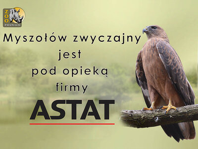 ASTAT wspiera Poznańskie ZOO - adopcja myszołowa zwyczajnego